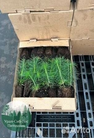 Зкс Сосна сеянцы Ели Лиственницы окс Голуб Горная