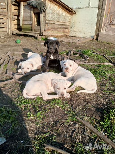 Щенки кане корсо