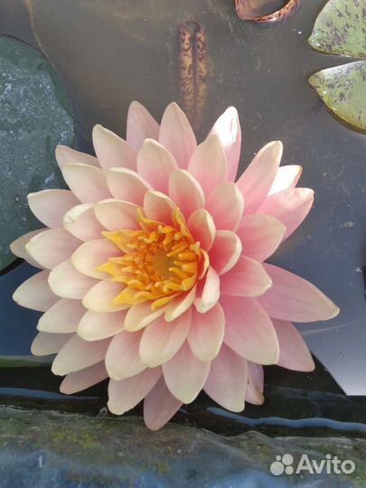 Кувшинки (Нимфеи)