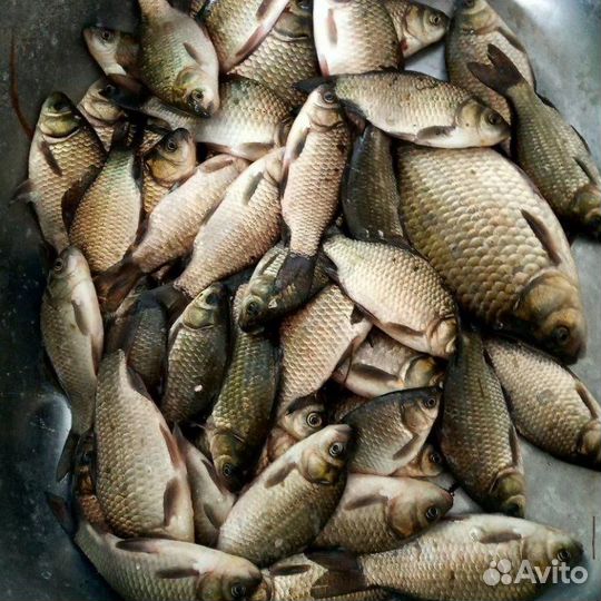 Продам карася