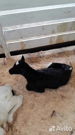 Телята телки бычки бесплатная доставка до двора