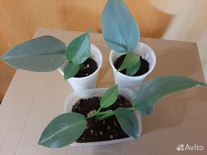 Сингониум, аглаонема, филодендрон