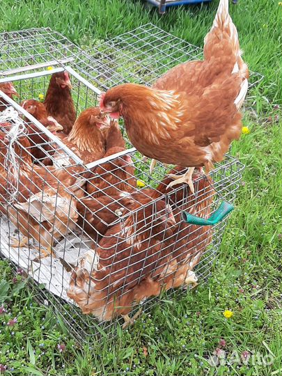 Куры несушки