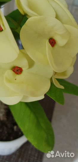 Молочай миля крупноцветковый жёлтый