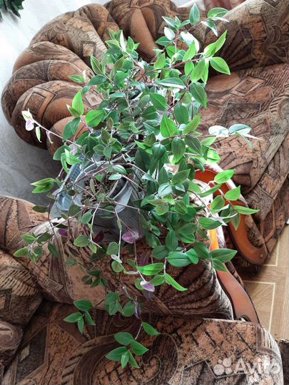 Комнатные цветы шефлера