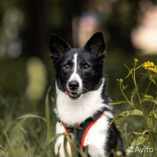Миниатюрная собака в добрые руки