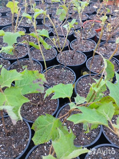 Гортензия дуболистная