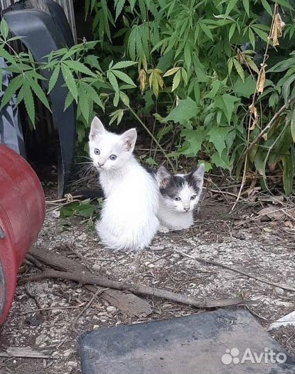Котята в добрые руки