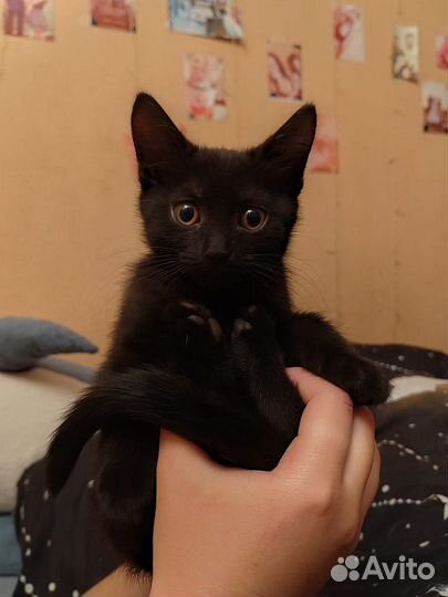 Котята
