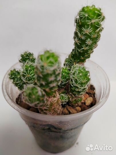 Кактус маммилярия