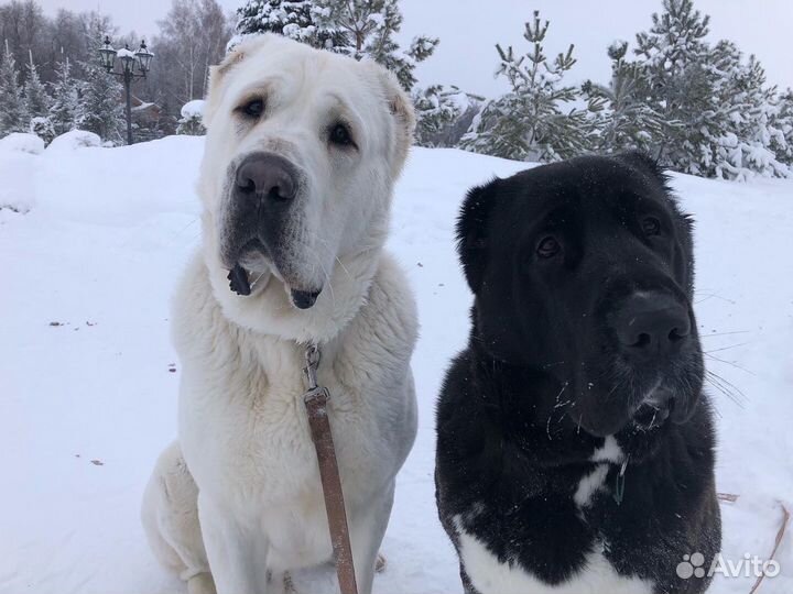 Дрессировка собак-кинолог/инструктор
