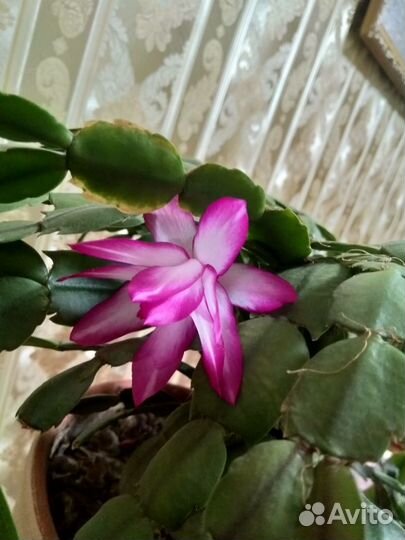 Комнатные растения Декабрист