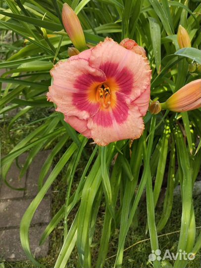 Лилейники многолетние