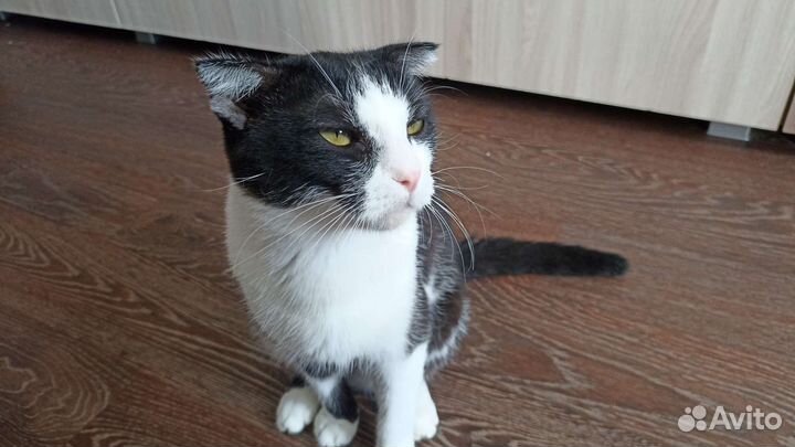 Отдам вислоухого кота в добрые руки