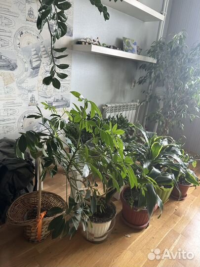 Цветы домашние в горшках