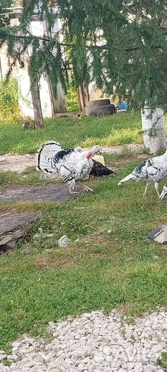 Семья индюков 4+1