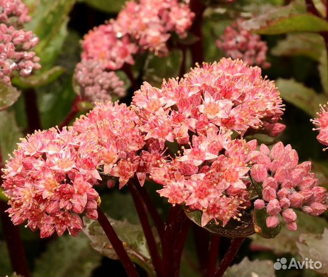 Очиток (Седум) телефиум Double Martini Саженцы, Ра