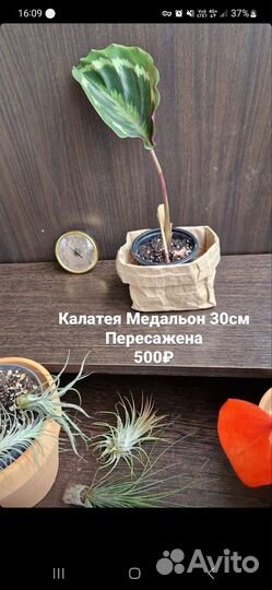 Калатея Медальон