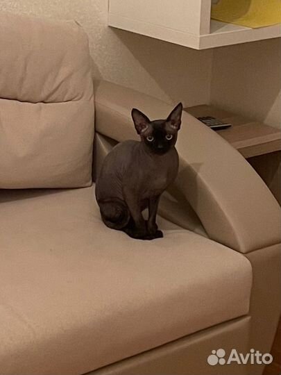 Канадский сфинкс вязка