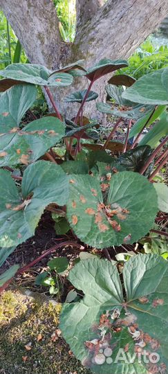 Бузульник два вида