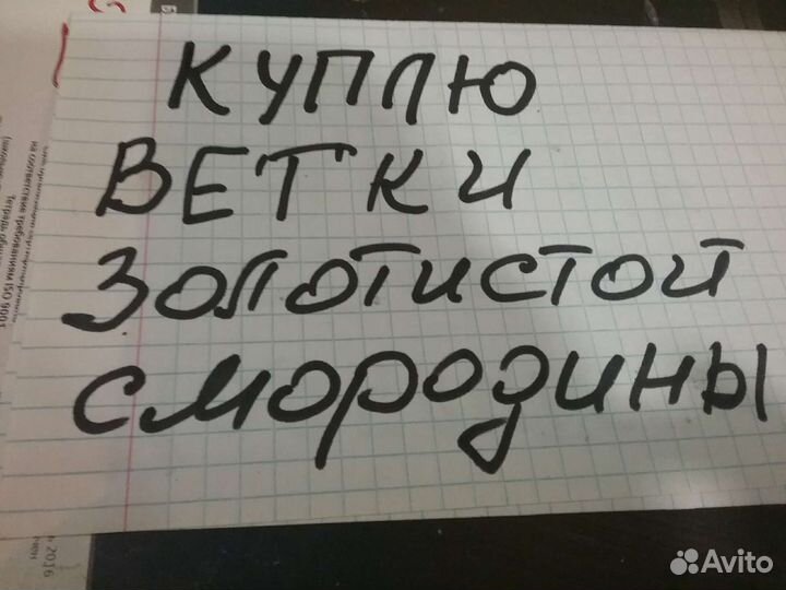 Золотистая смородина