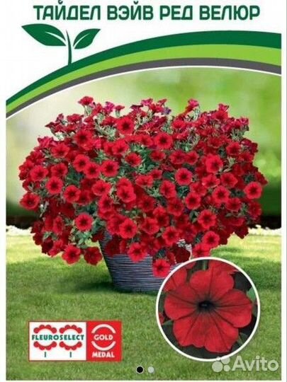 Петуния тайдал вейв сильвер, ред велюр, петхоа