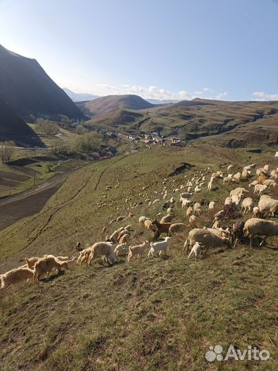 Овцы ягнята козы козлята