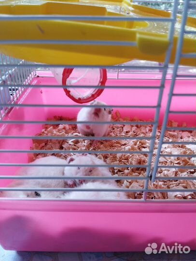 Сирийский хомяк