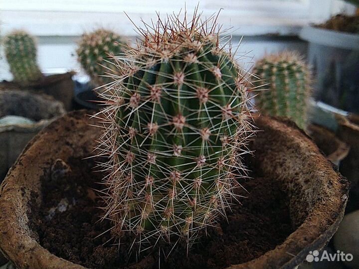 Кактус домашний