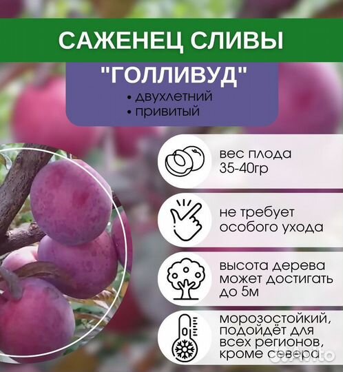 Саженцы вишни,сливы