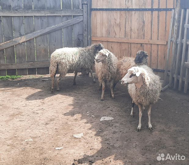 Продаются овечки
