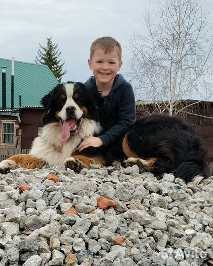 Собачья шерсть Беренский зенненхунд для пряжи