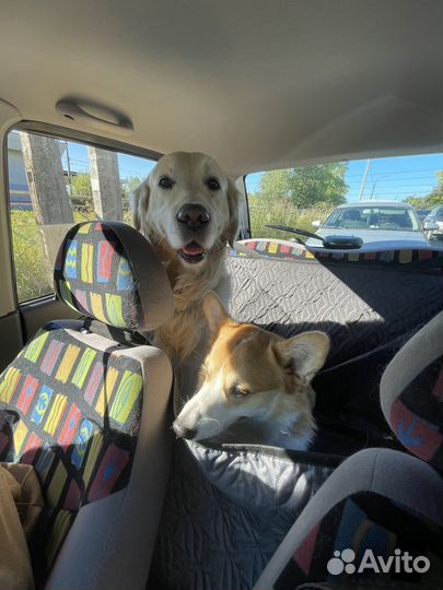 Зоотакси / Выгул