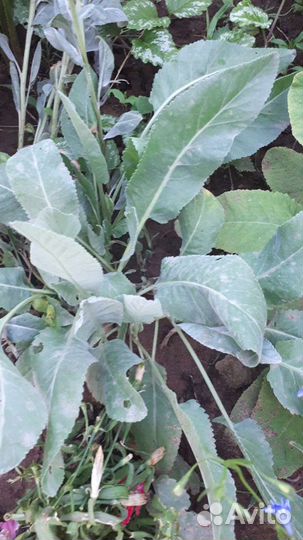 Кануфер бальзамический,сарацинская мята, ромашка