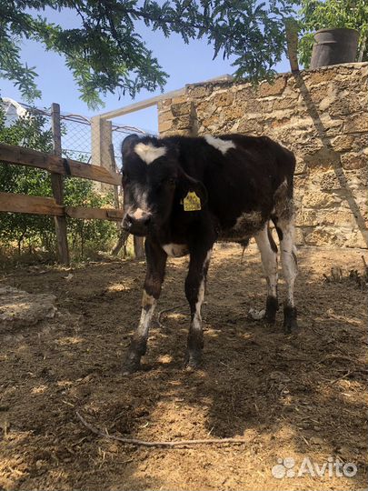 Бычки 6 месяцев
