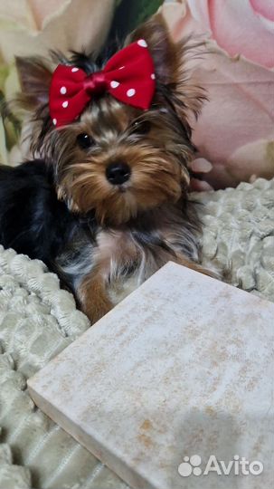 Счастье в дом