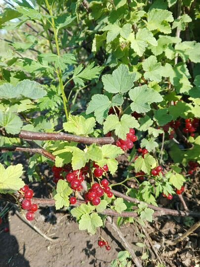 Участок 6 сот. (СНТ, ДНП)