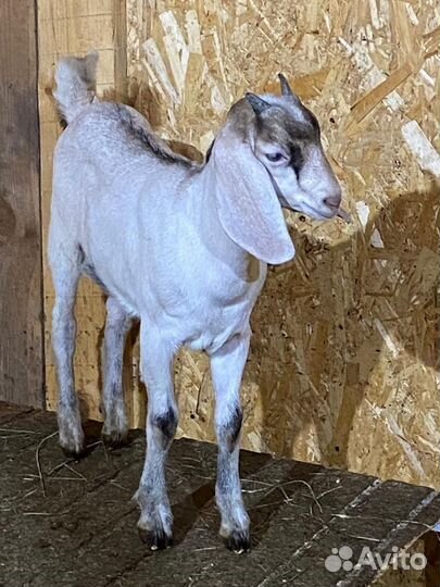 Коза альпийская