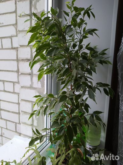 Фикус бенджамина вместе с горшком