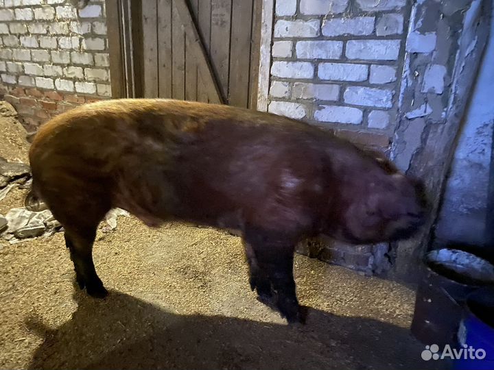 Хряк на племя