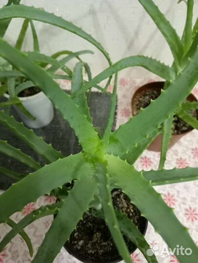 Алоэ лечебный молодой