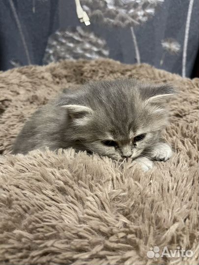 Шотландские котята