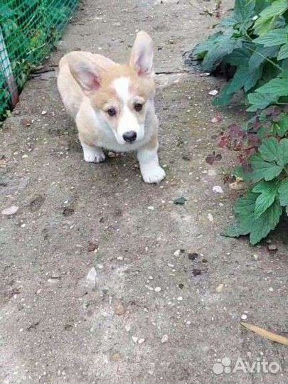 Вельш-корги пемброк