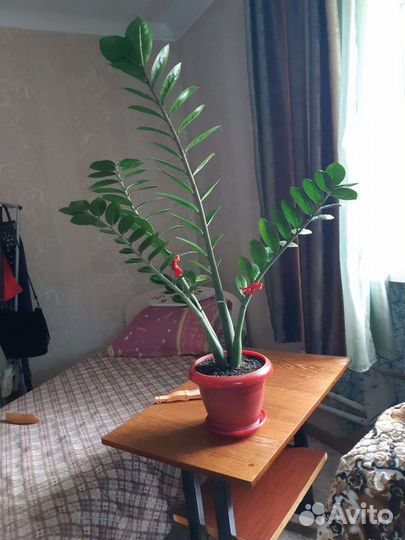 Замиокулькас