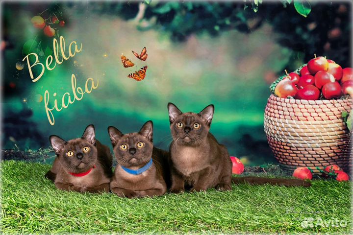 Бурманские котята