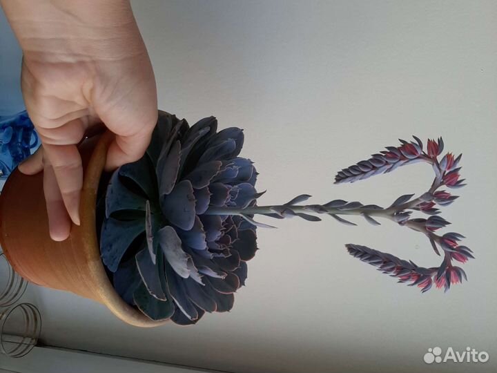 Каменный цветок Эхеверия