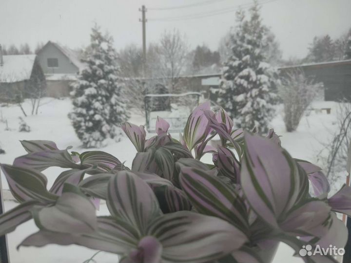 Традесканция розовая