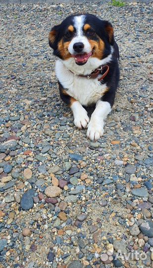 Милаша ищет дом