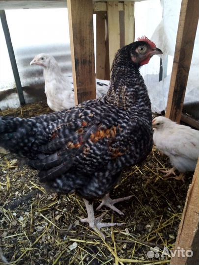 Петухи большие цыплята джерсийский гигант