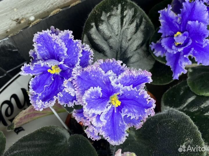 Черенки сортовых фиалок на срез